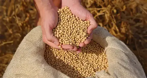 Soybean Benefits